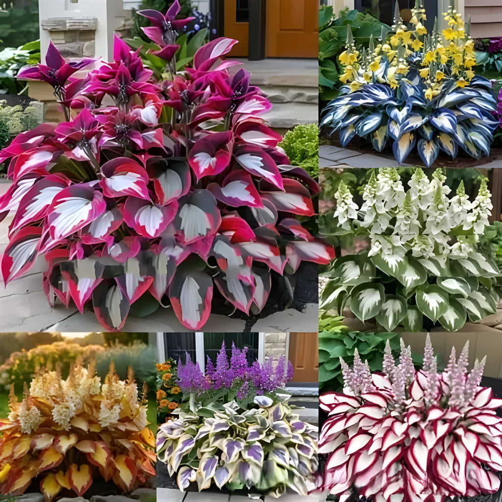 Packet of coloured leaves jade barrettes flower seeds containing 50 tablets for potted gardening.