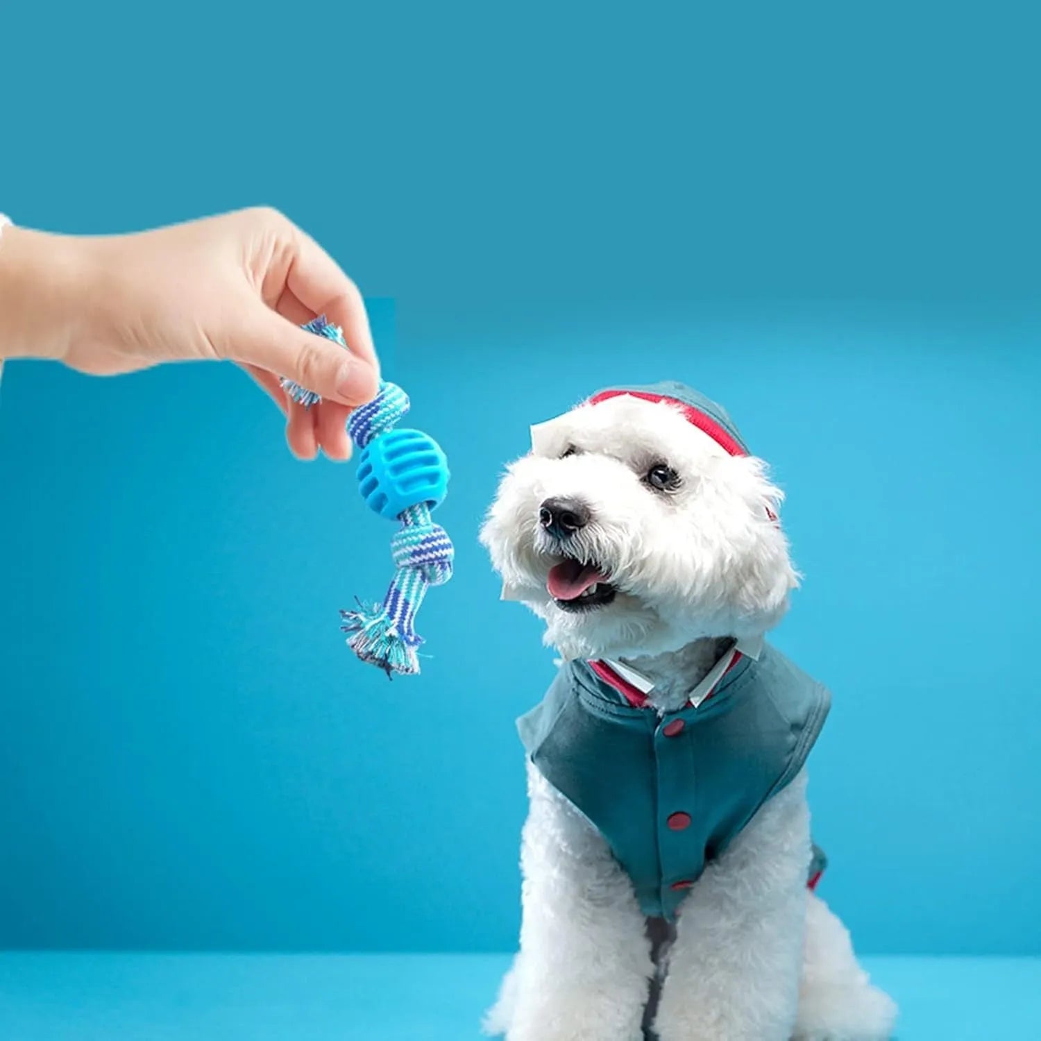 Blue soft dog chew toy with molar-shaped textured head and integrated knotted rope for dental care.