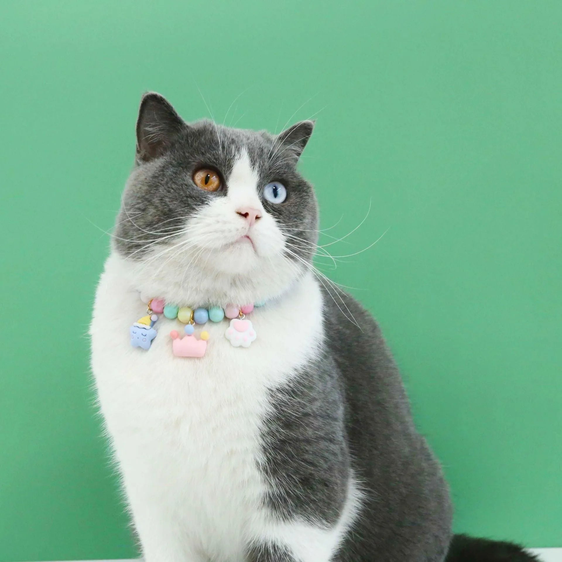 Colourful macaron-themed resin pet collar and matching bracelet set on a table.