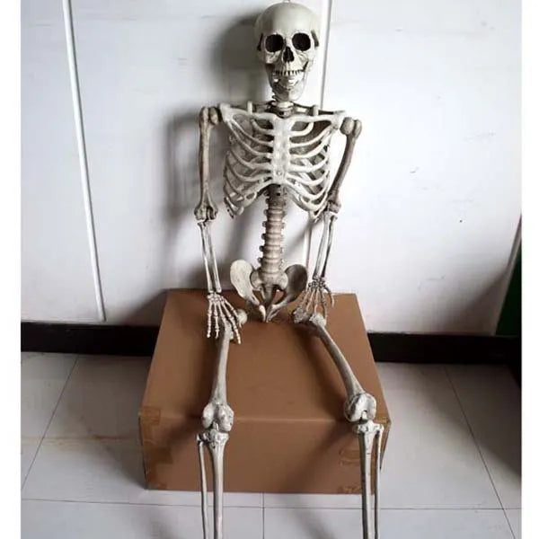 Life-size 170cm plastic skeleton prop standing upright with detailed bone structure