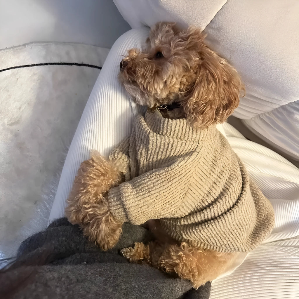 Brown cloth dog sweater pullover for small breeds on a white background.
