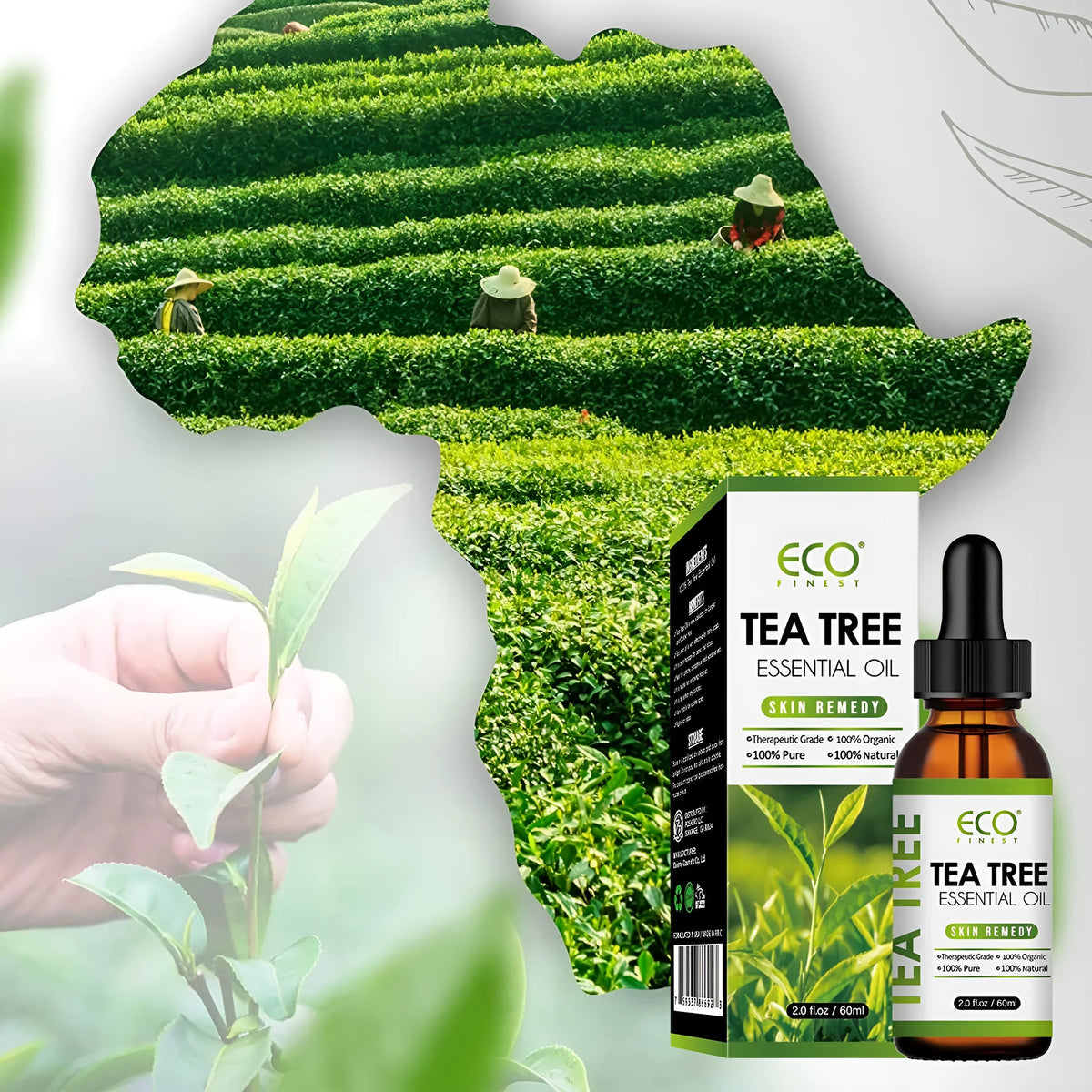60ml bottle of Tea Tree Essential Oil for massage and acne fade treatment.