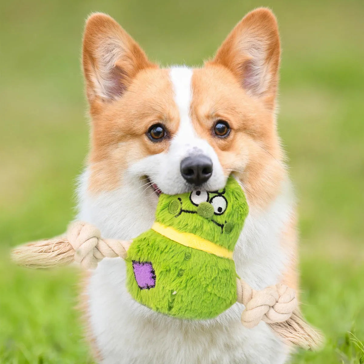 Green and purple plush rope knot dog toy with molar tooth shape for tug of war games.