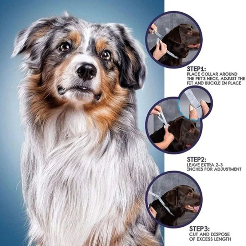 Rainbow coloured plastic flea and lice prevention collar for pets