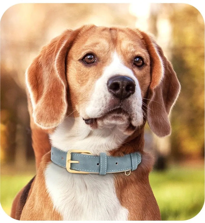 A double-layer leather dog collar and matching lead in rose red, brown, or blue, showing the adjustable buckle.