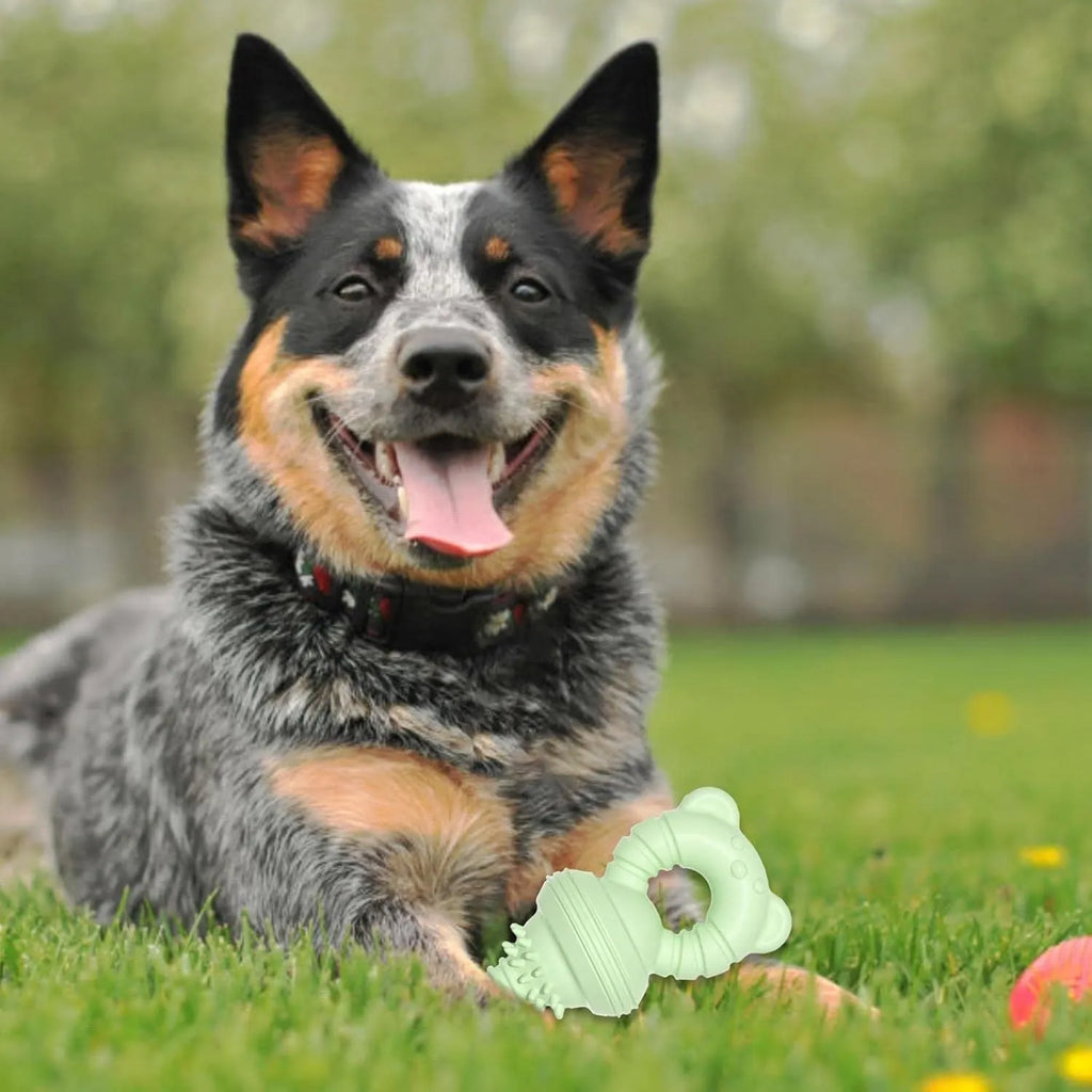 Blue molar-shaped rubber dog chew toy with textured surface for teeth cleaning.