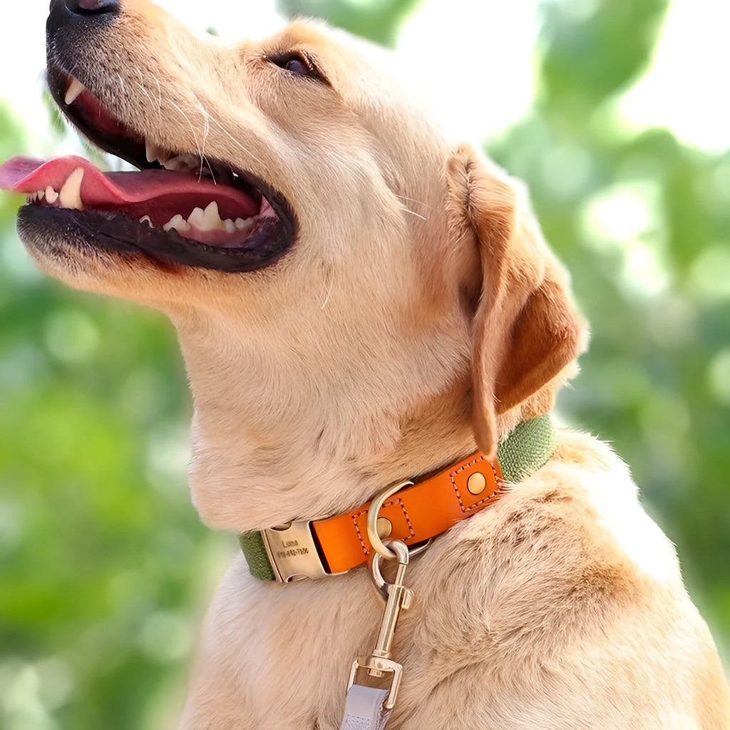 Small dog mohair collar and lead set in Mo Landi green with reflective lettering.