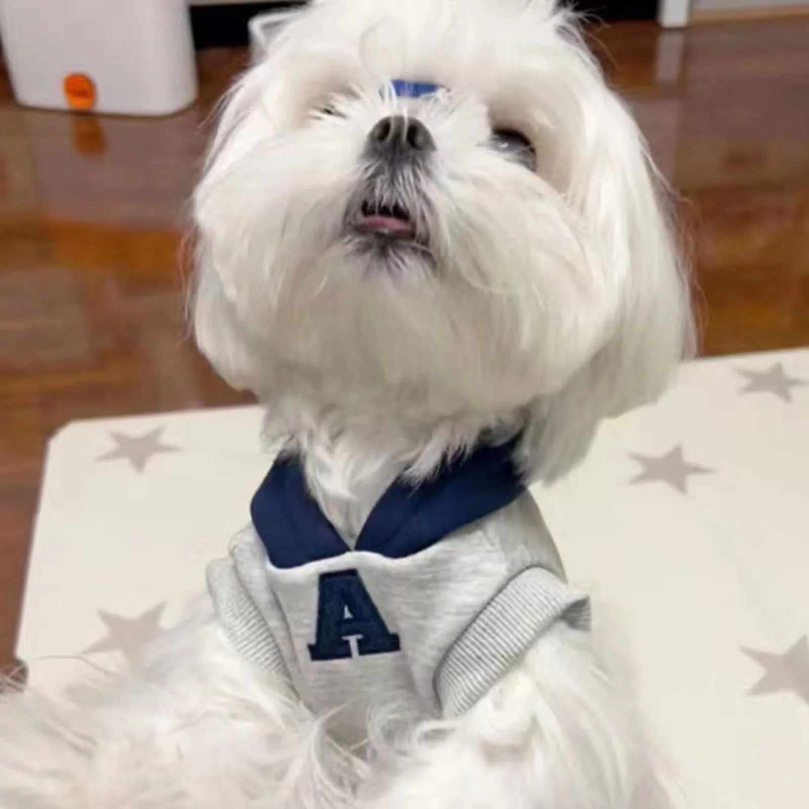 Blue and gray white pet hoodie with reflective lettering for cats and dogs
