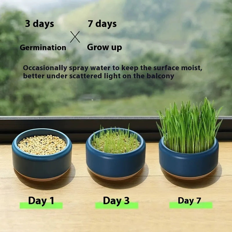 Blue, green, and yellow hydroponic cat grass cups with five packs of seeds on a white background