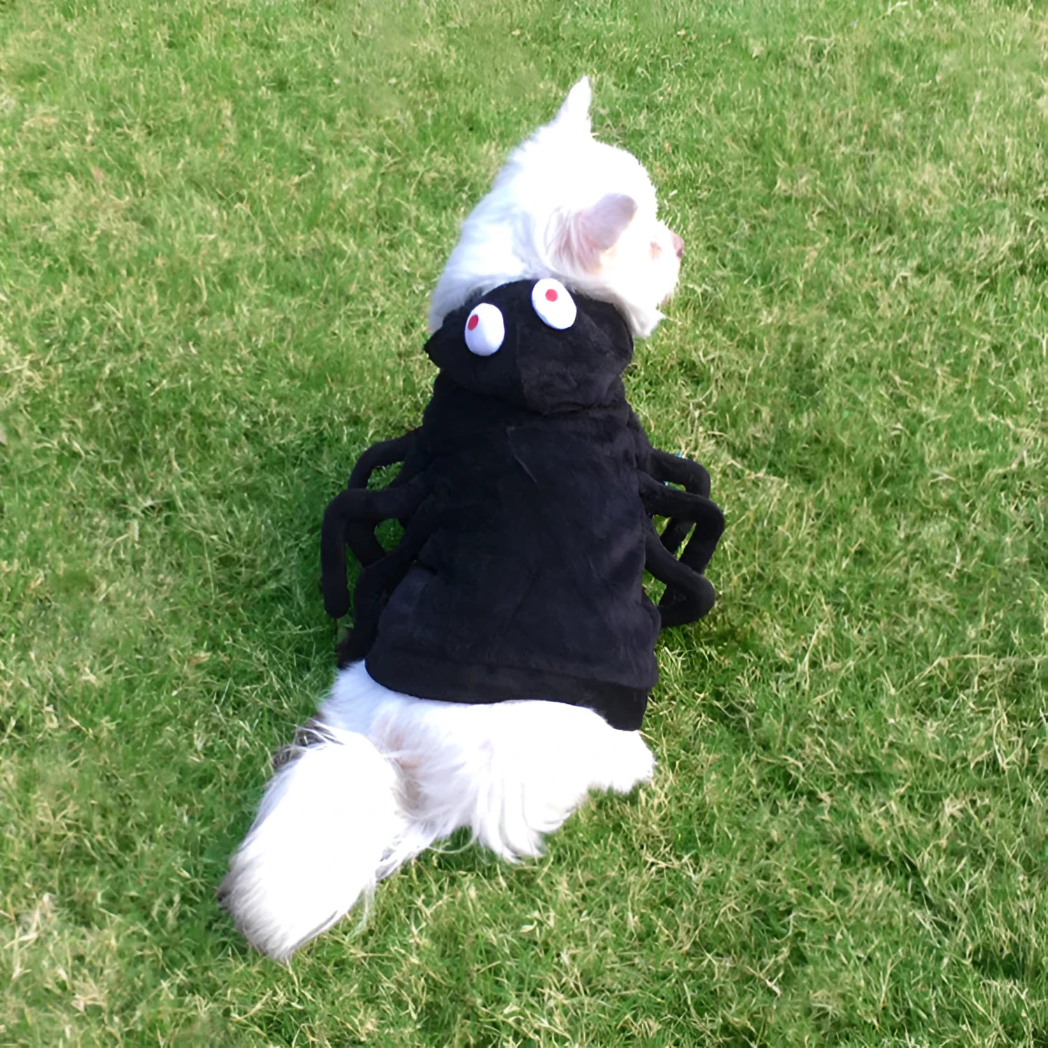 Black spider web pattern dog costume showing front view on pet