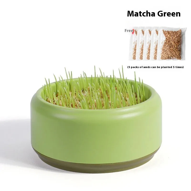 Blue, green, and yellow hydroponic cat grass cups with five packs of seeds on a white background